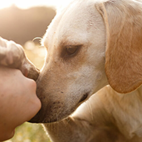 Πως να παραμείνει ο σκύλος σας μόνος και ήρεμος στο σπίτι!