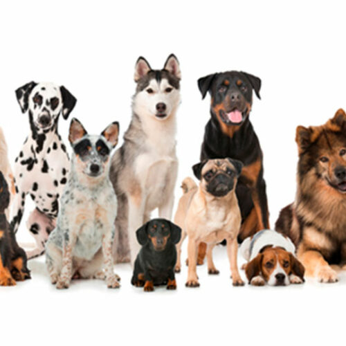 Ποιος σκύλος είναι κατάλληλος για μένα;