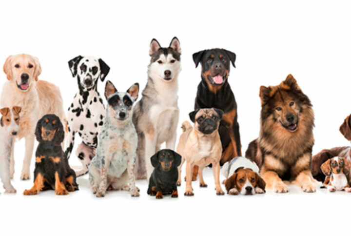 Ποιος σκύλος είναι κατάλληλος για μένα;