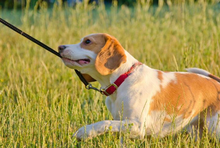 Όταν ο σκύλος σας δαγκώνει το λουρί!